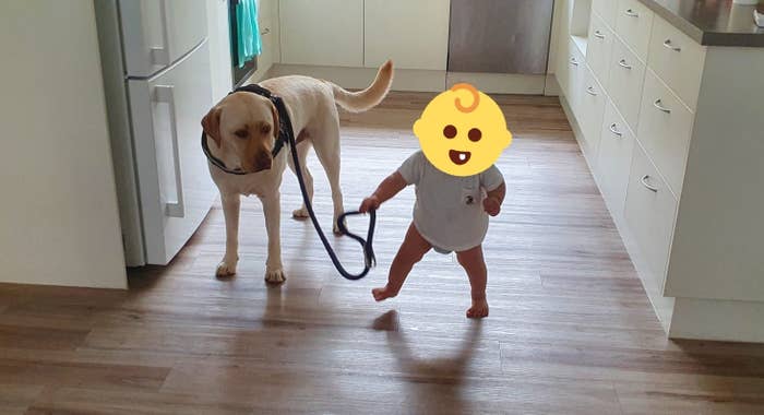 10年早いっつーの顔w よちよち歩きの赤ちゃんとの散歩に不安が隠せない犬 10年早いっつーの顔w よちよち歩きの赤ちゃんとの散歩に不安が隠せない犬
