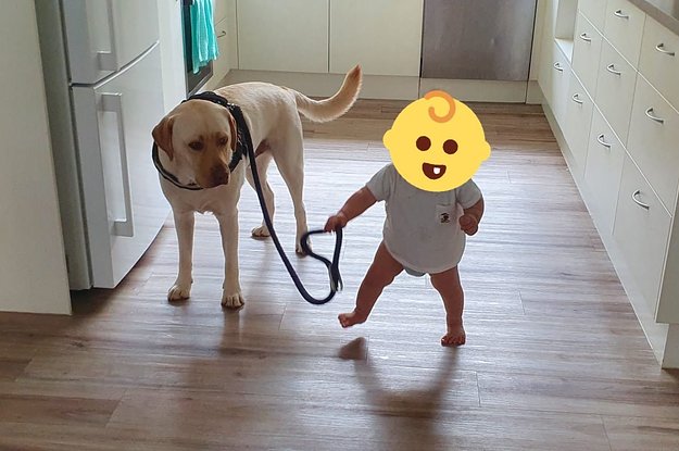 アニマル Buzzfeed