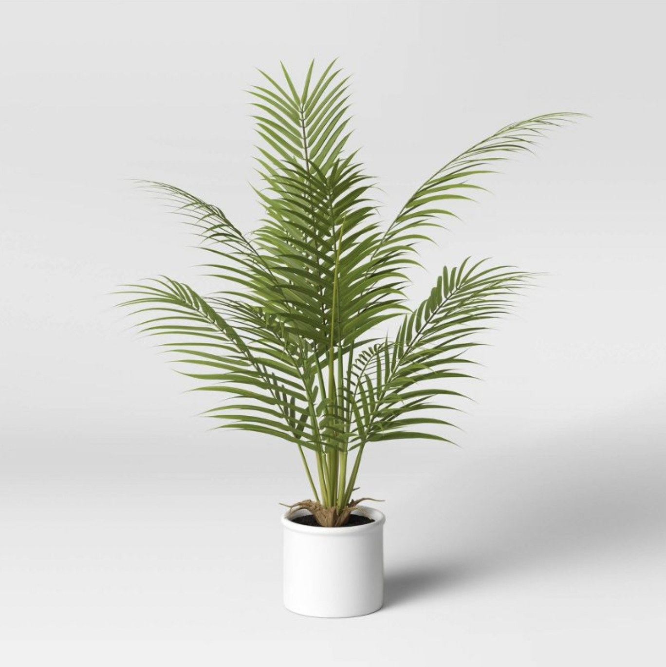 The potted palm plant