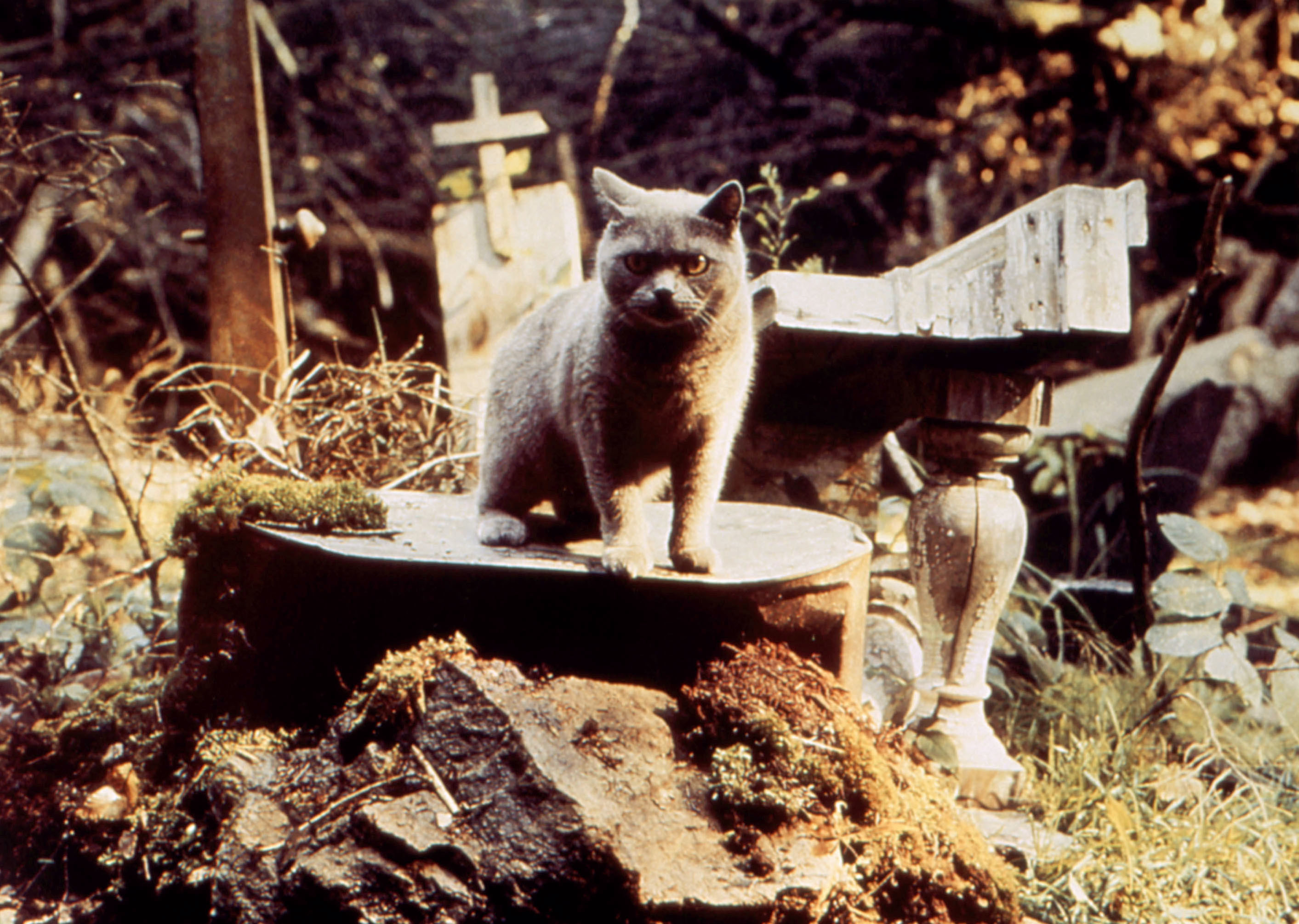 一只猫站在墓地