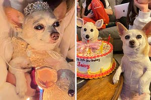 A chihuahua wearing a tiara and dress 