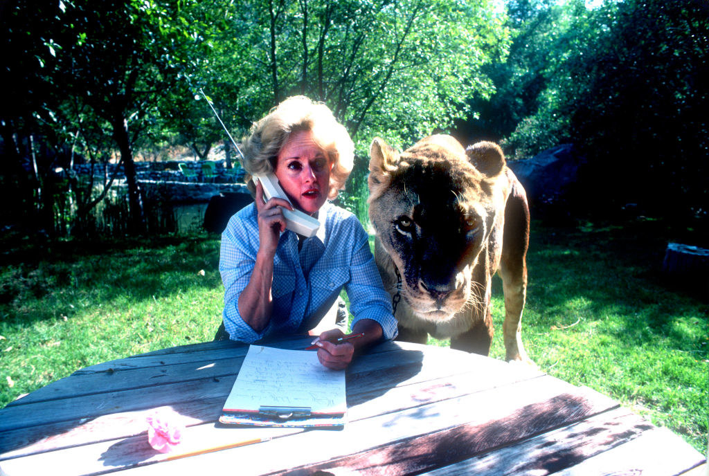 Hedren sits at a table on the phone as a lion stands next to her