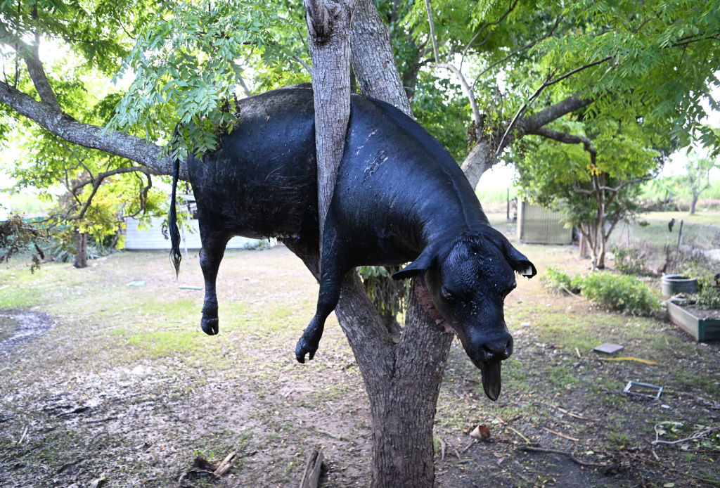 A dead cow, washed away by floodwater, is wedged in a tree in the backyard of a house