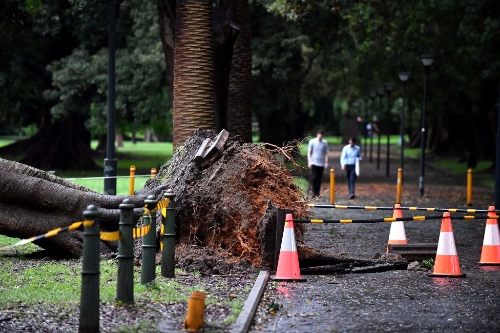 Residents walk past an uprooted tree in Sydney&#x27;s CBD