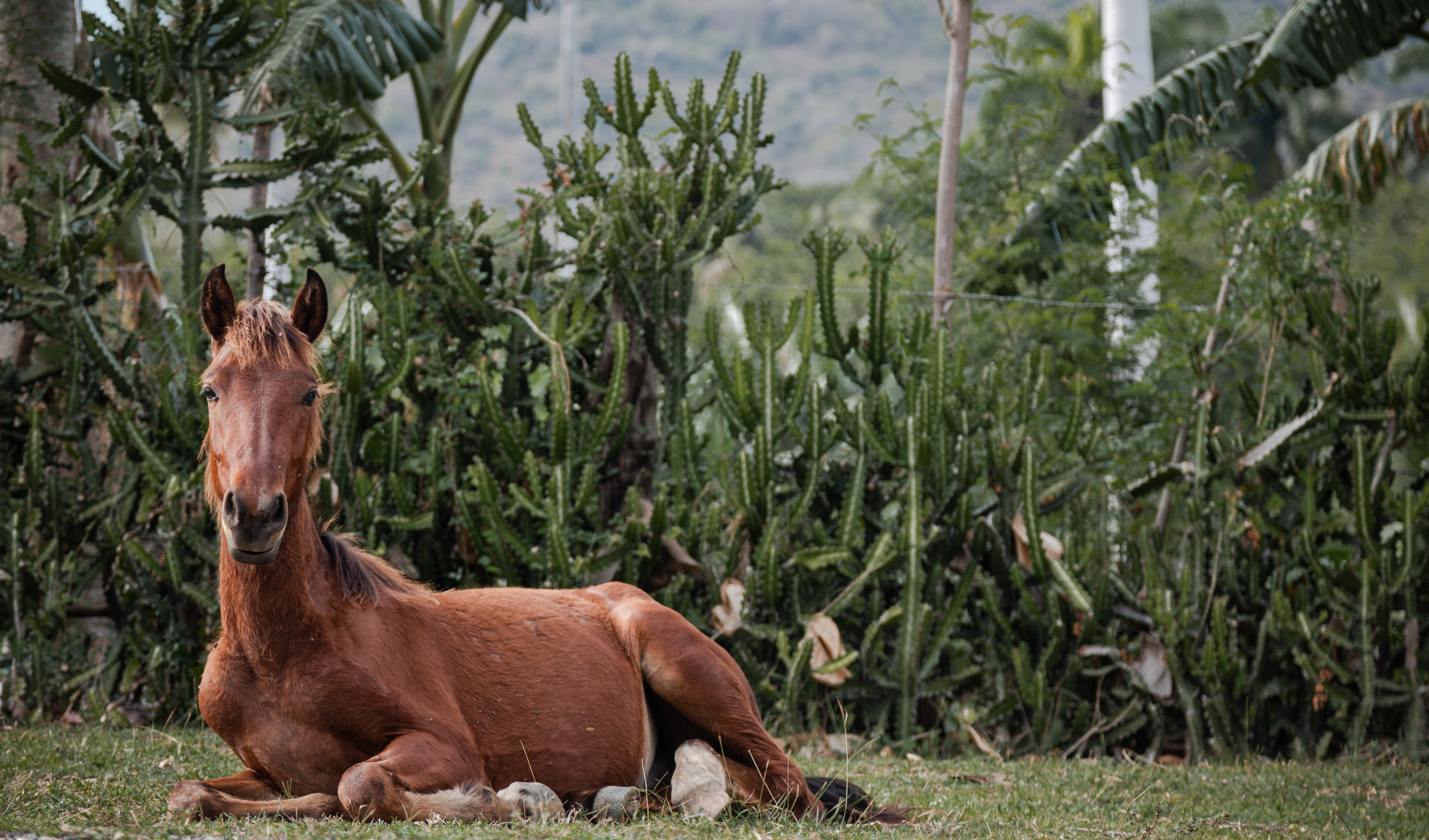 Horse laying down in a field