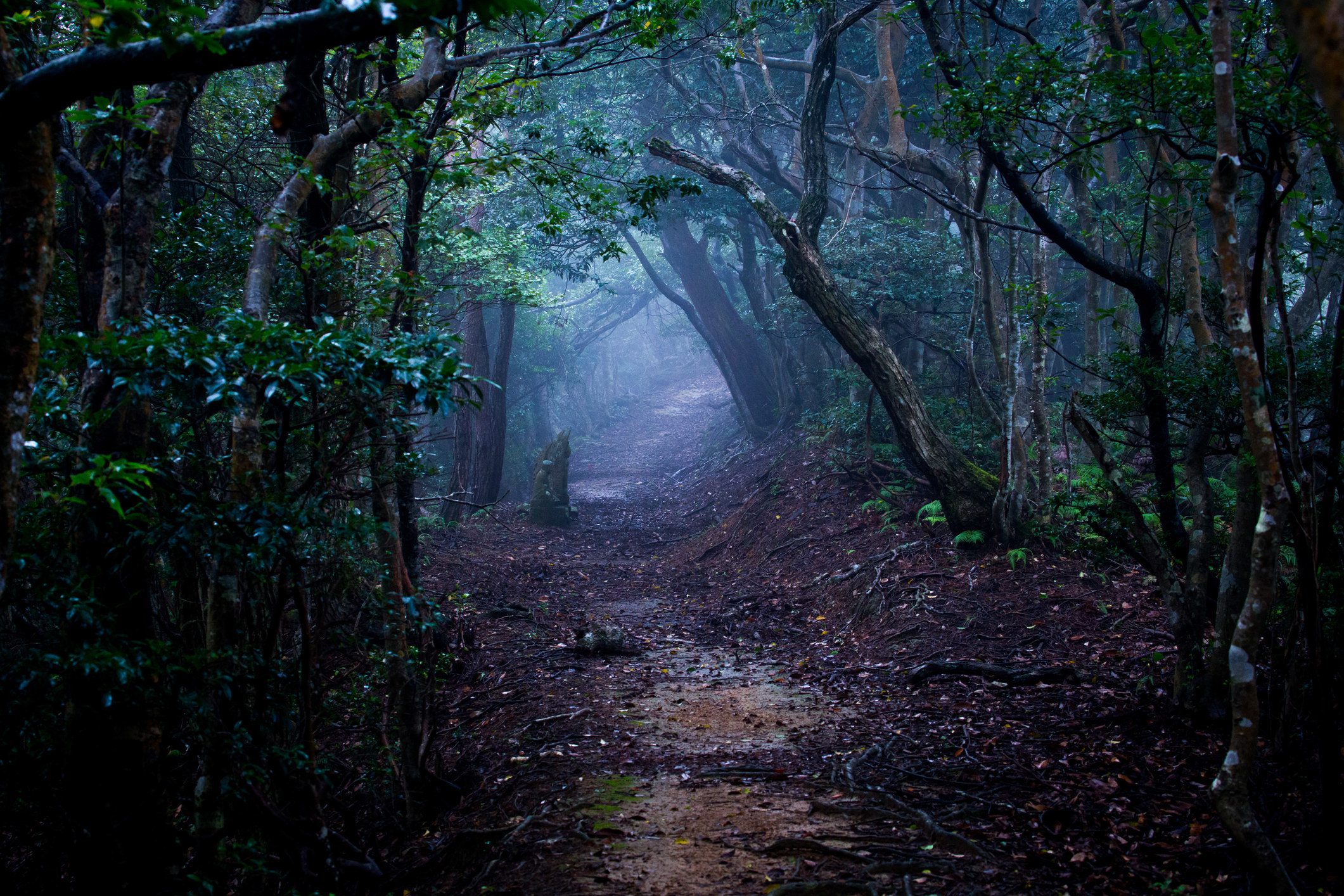 Creepy path of a forest
