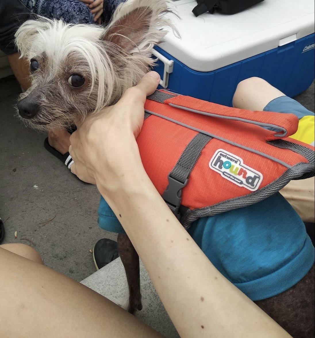 A dog looking at the camera while wearing the life jacket in a boat