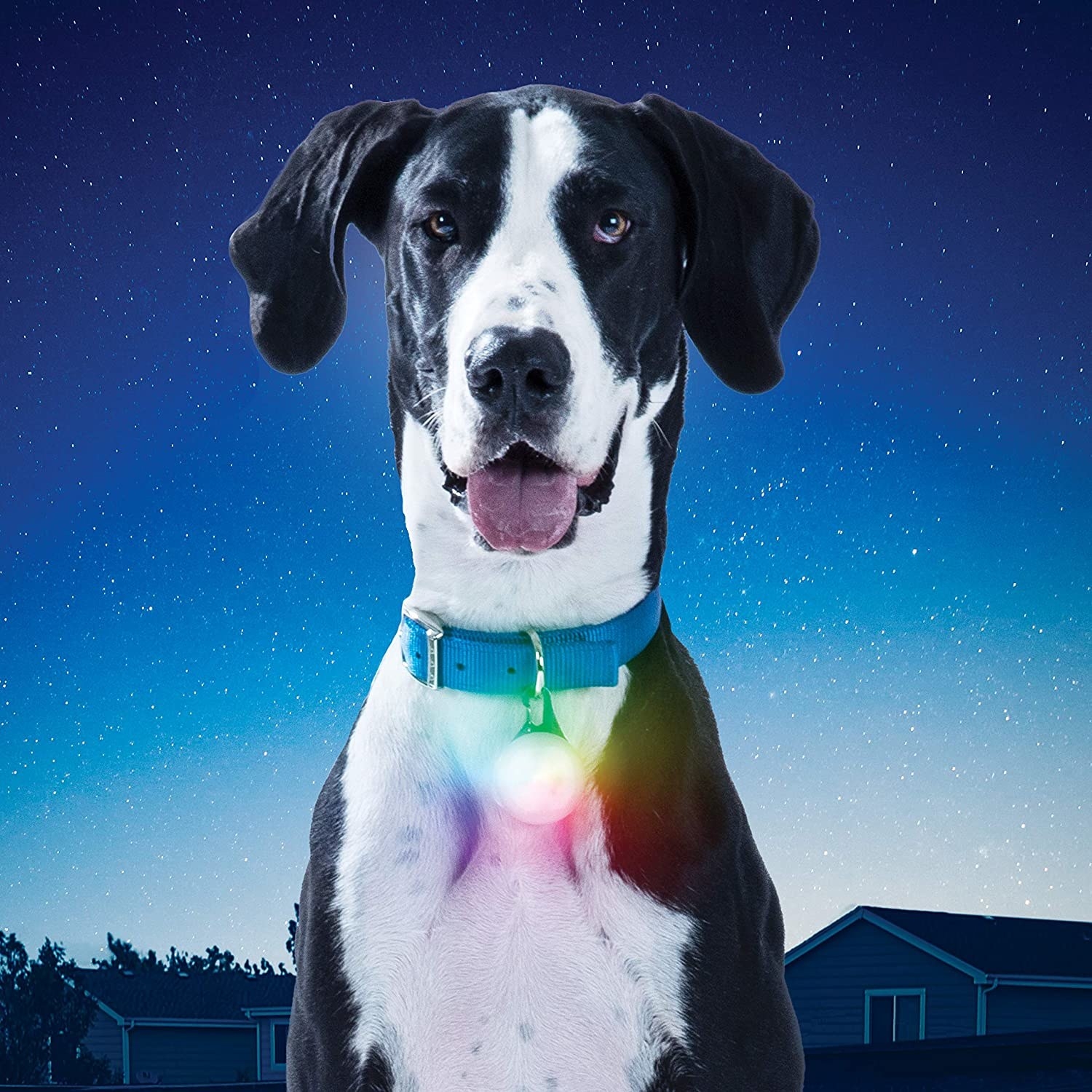 A dog wearing the glowing light on its collar