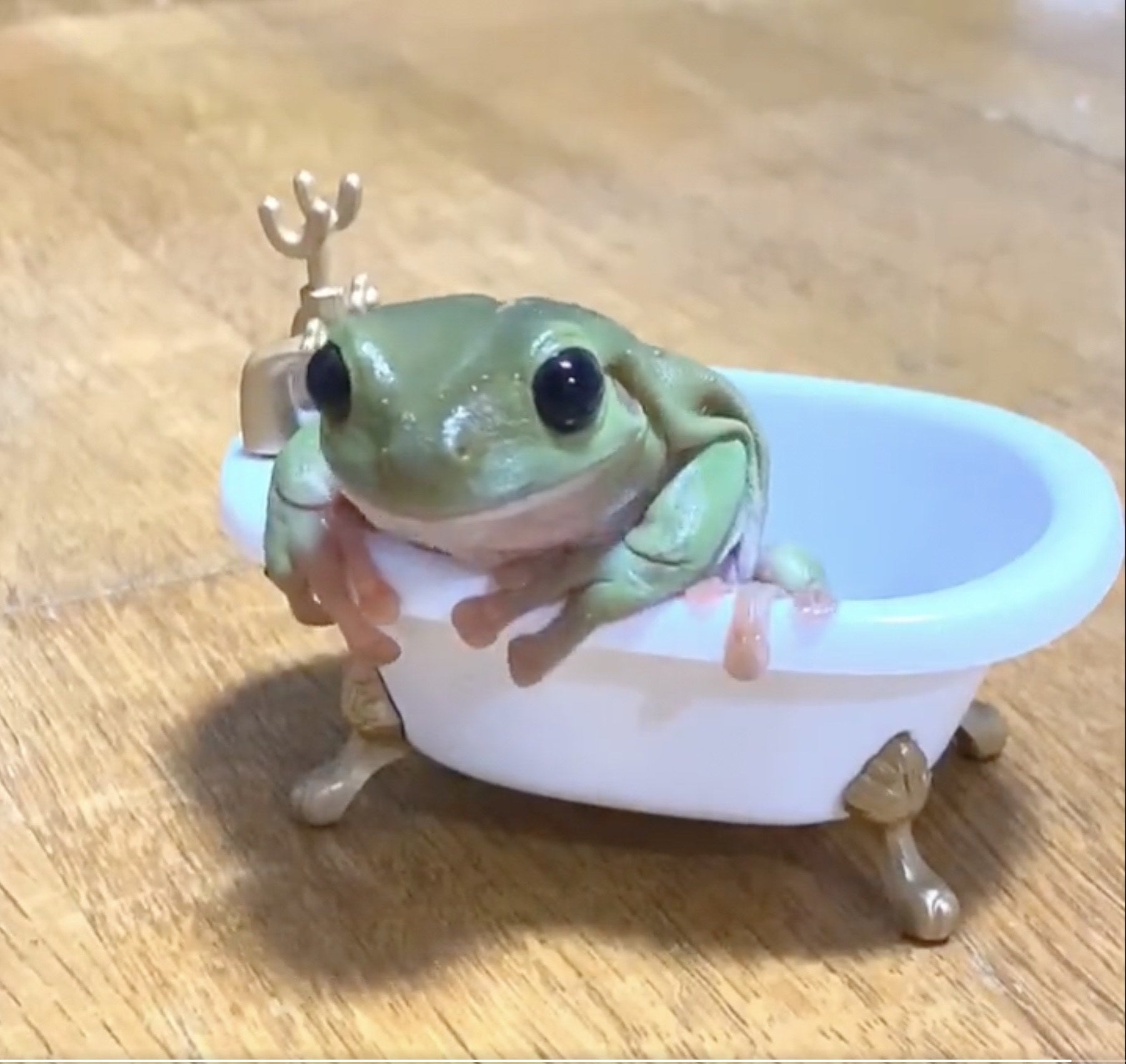 気に入ってると思ったのに このあとカエルがとったまさかの行動に笑いが止まらないw 気に入ってると思ったのに このあとカエルがとったまさかの行動に笑いが止まらないw