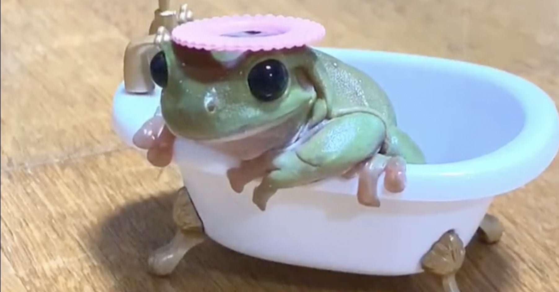 気に入ってると思ったのに このあとカエルがとったまさかの行動に笑いが止まらないw
