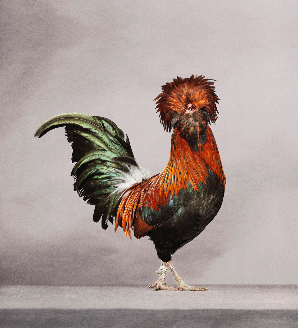 A colorful rooster with thick plumage stares at the camera while standing on a granite surface