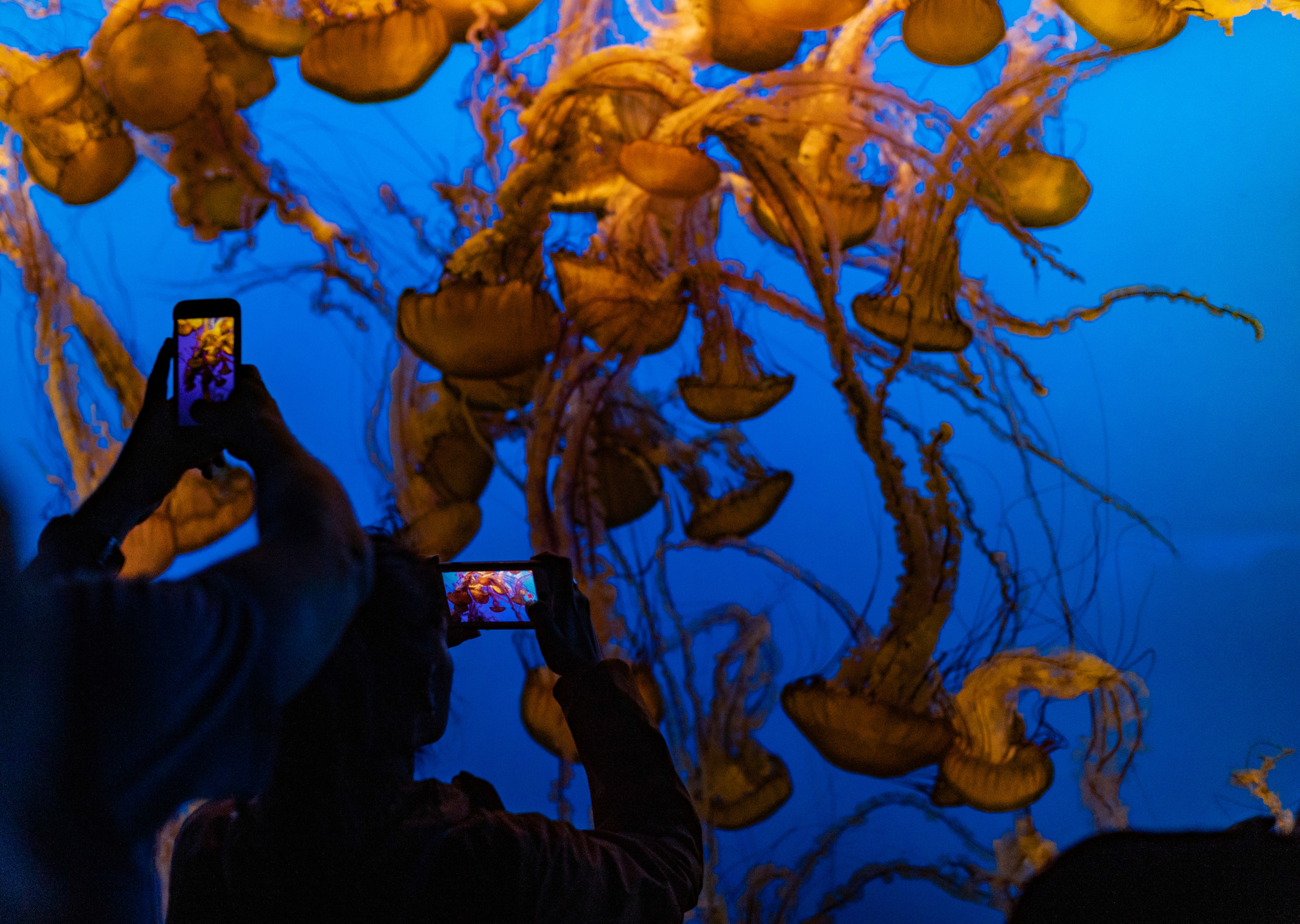 People taking pictures of jellyfish in an aquarium