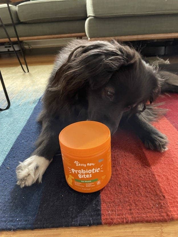 my dog poses with jar of probiotic bites