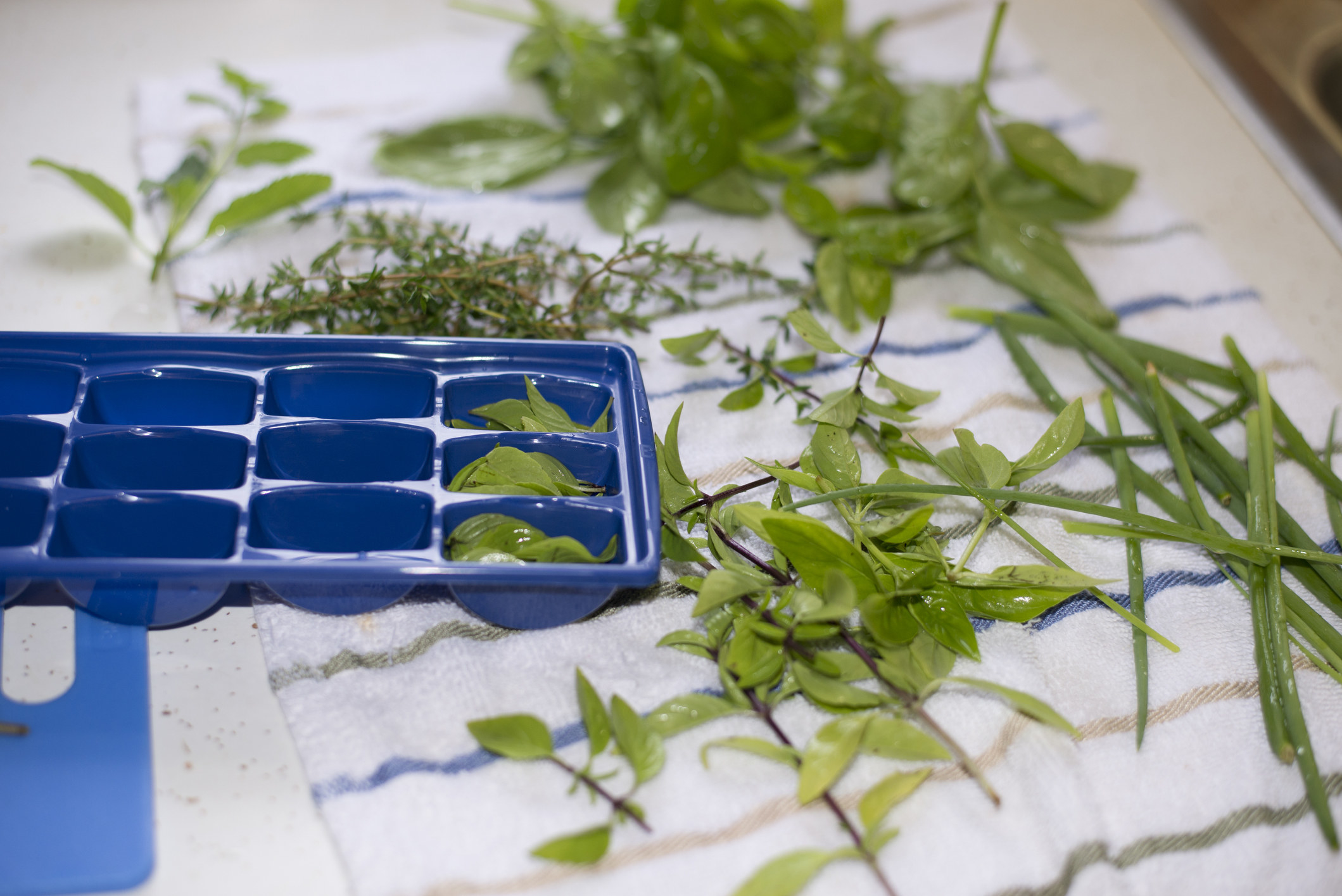 Fresh herbs being prepared to store in ice cube trays
