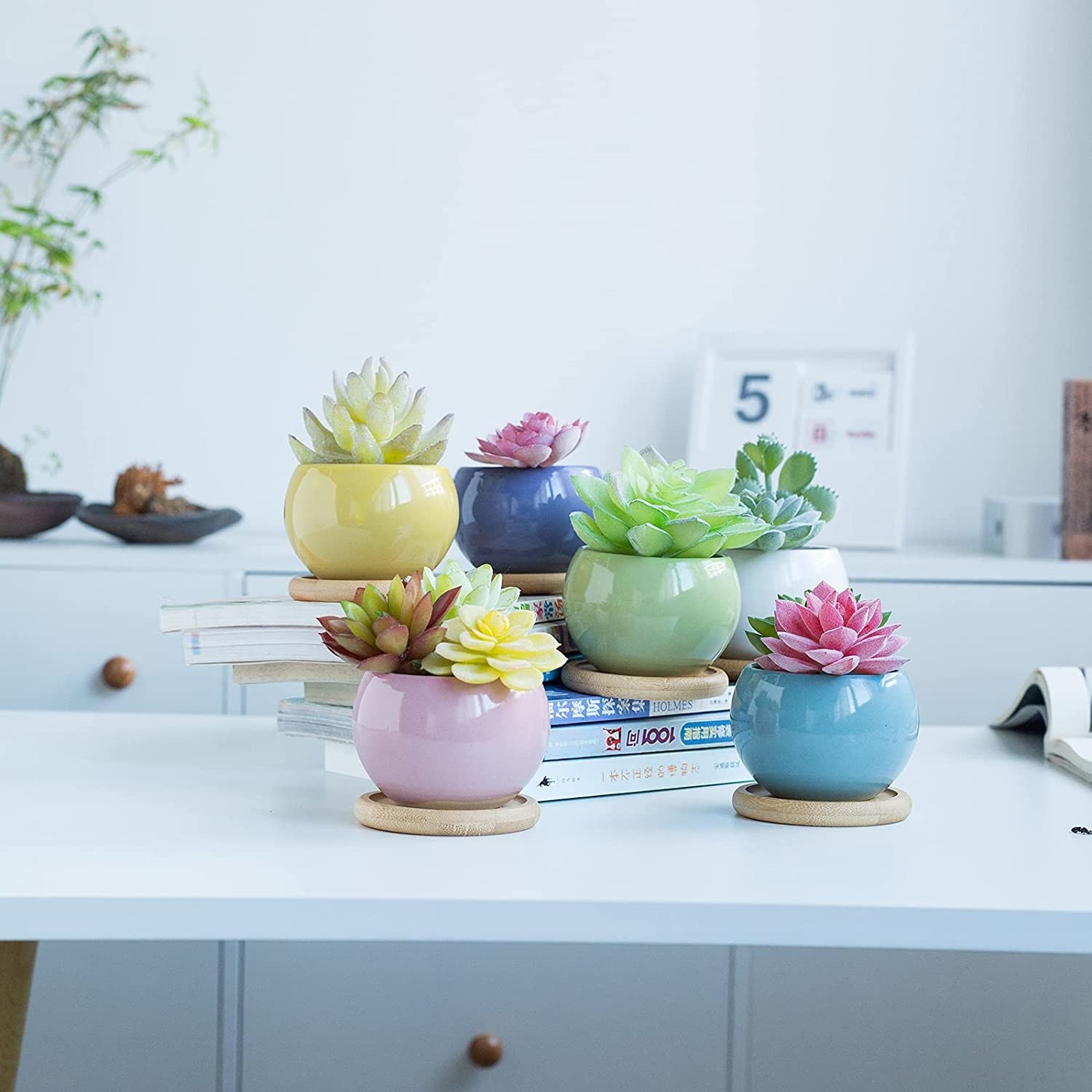 seis macetas de cerámica de diferentes colores para suculentas