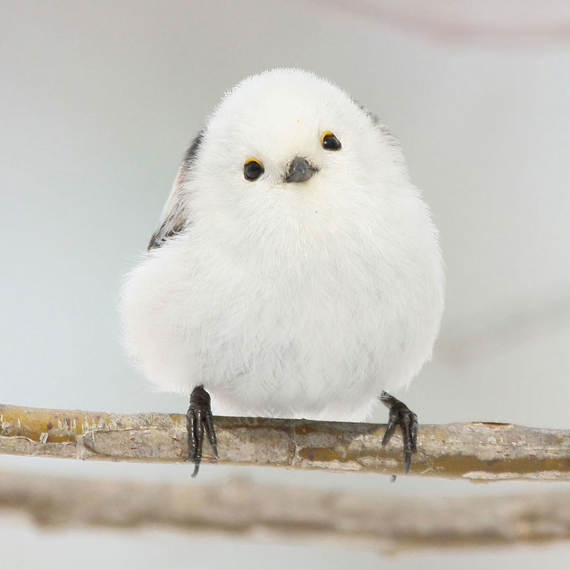 北海道に生息する野鳥「シマエナガ」が話題。写真が「可愛い」「癒さ 