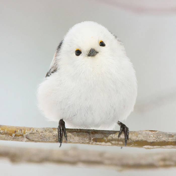 北海道に生息する野鳥 シマエナガ が話題 写真が 可愛い 癒される 雪の妖精の魅力とは