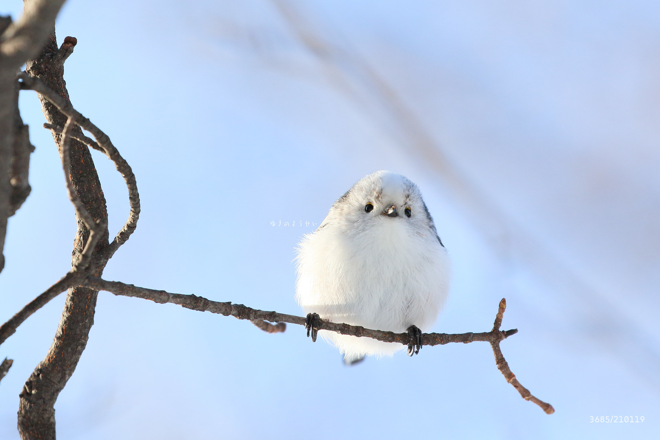 北海道に生息する野鳥 シマエナガ が話題 写真が 可愛い 癒される 雪の妖精の魅力とは
