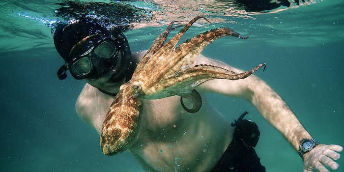 Craig Foster's close encounter with an octopus while on a free drive.