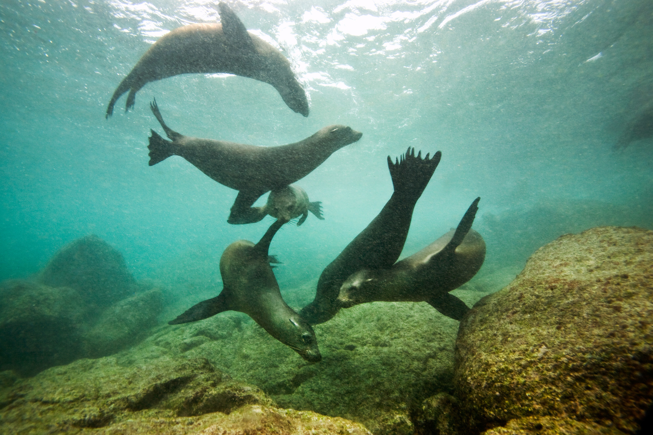 Galapagos sea lions swimming underwater.