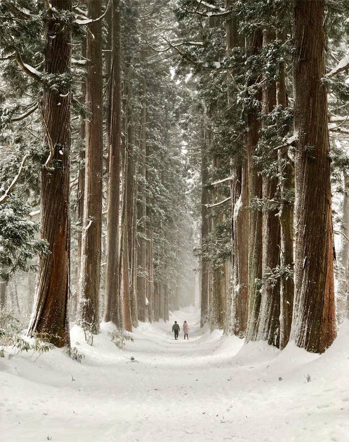 A snowy trail lined with very tall tress.