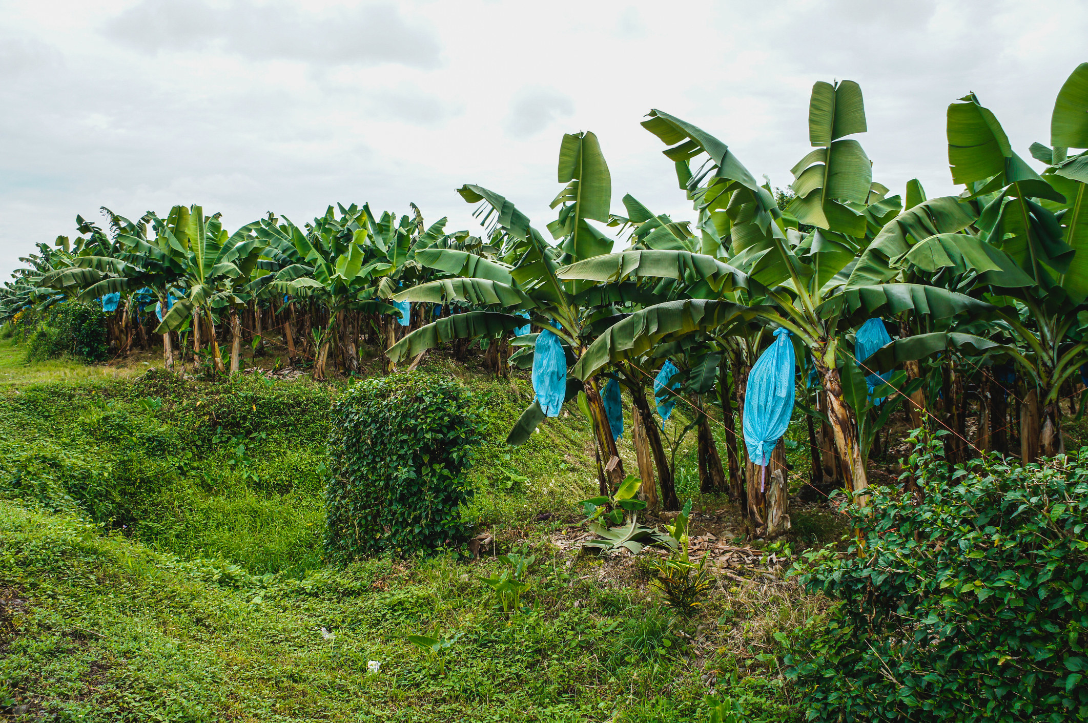 一个香蕉种植园。