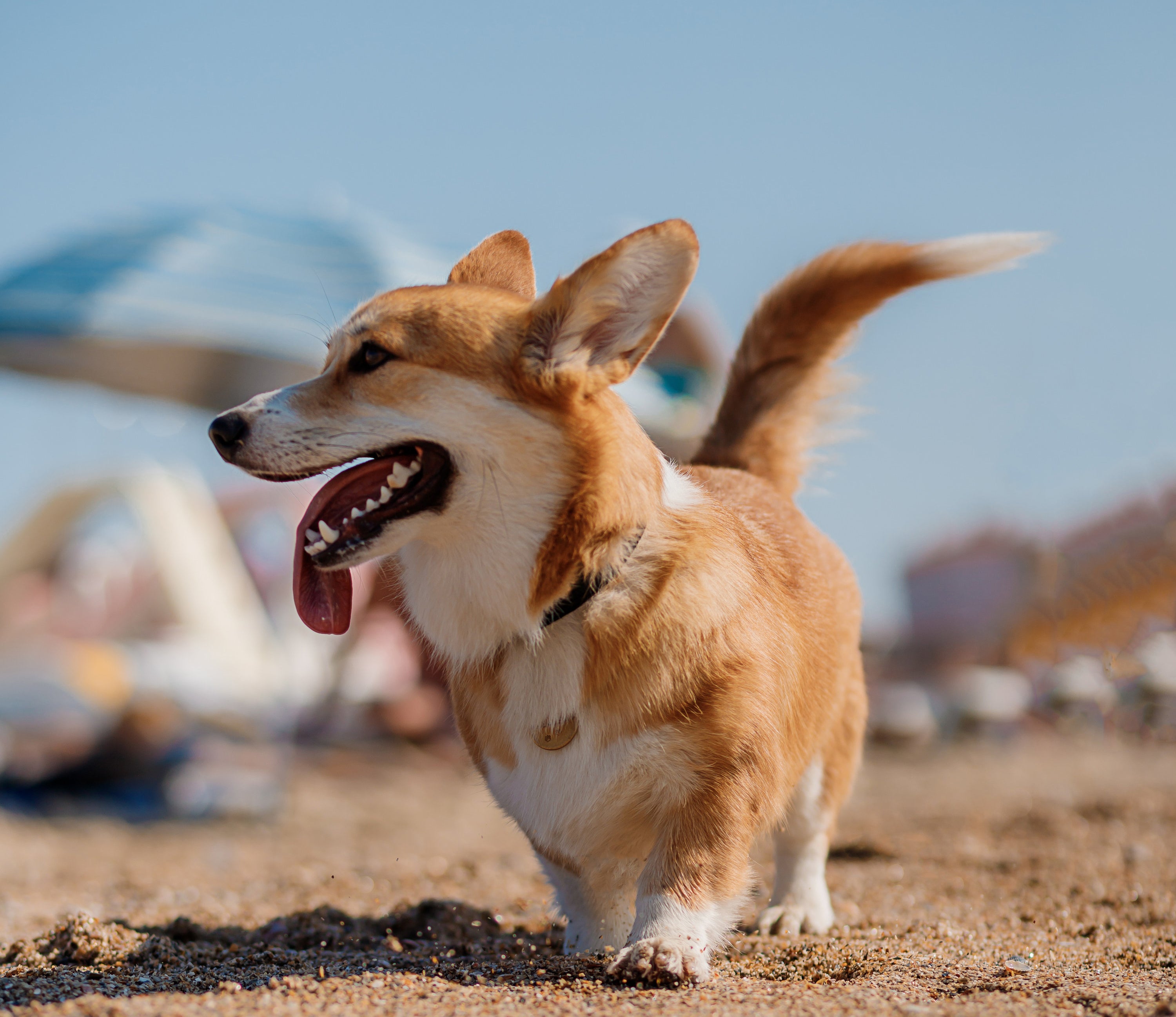Cute corgi with his tongue out on the beach