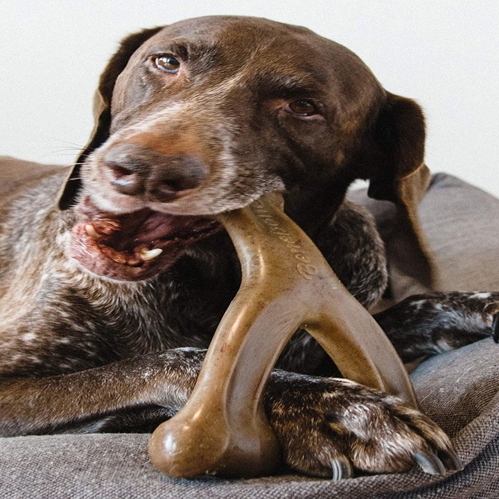 A small dog holding the two ends of the wishbone chew and chewing on the third prong