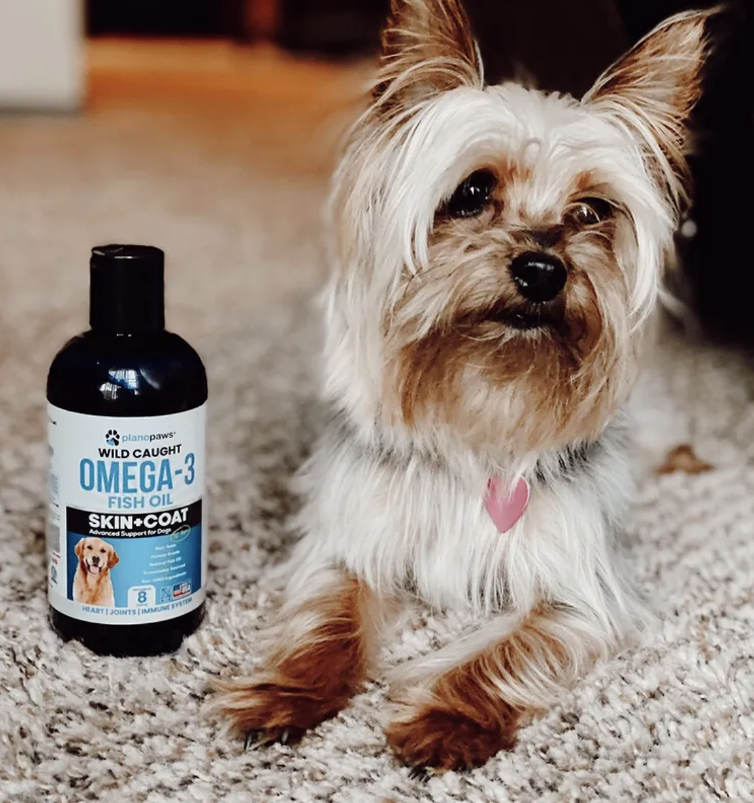 A dog laying on a carpet next to a bottle of the fish oil
