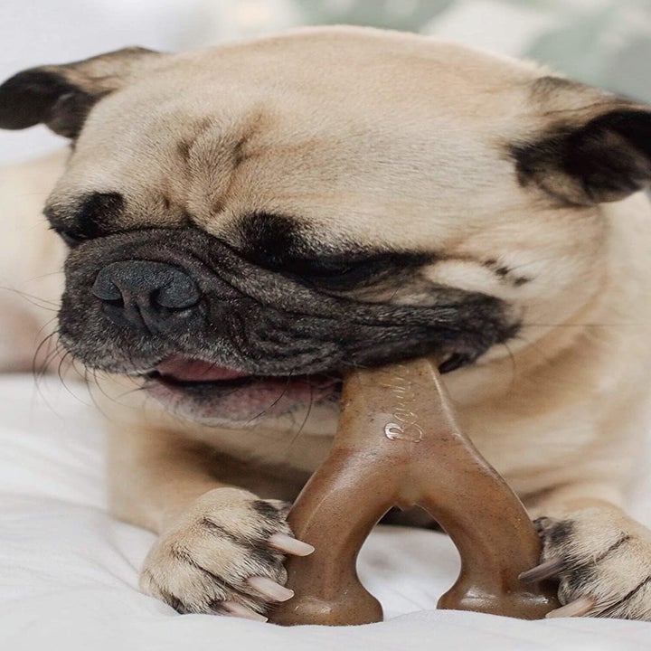 A small dog holding the two ends of the wishbone chew and chewing on the third prong