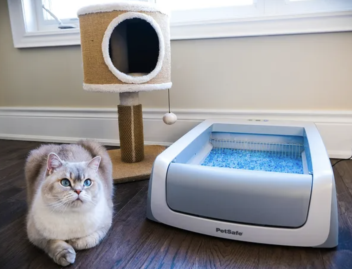Cat is sitting in front of a self-cleaning litter box