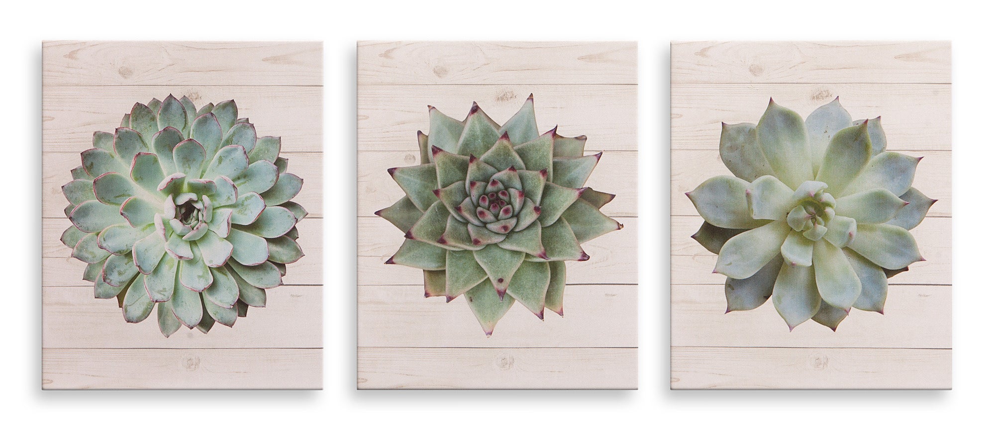 An image of a set of three succulent wall art décor