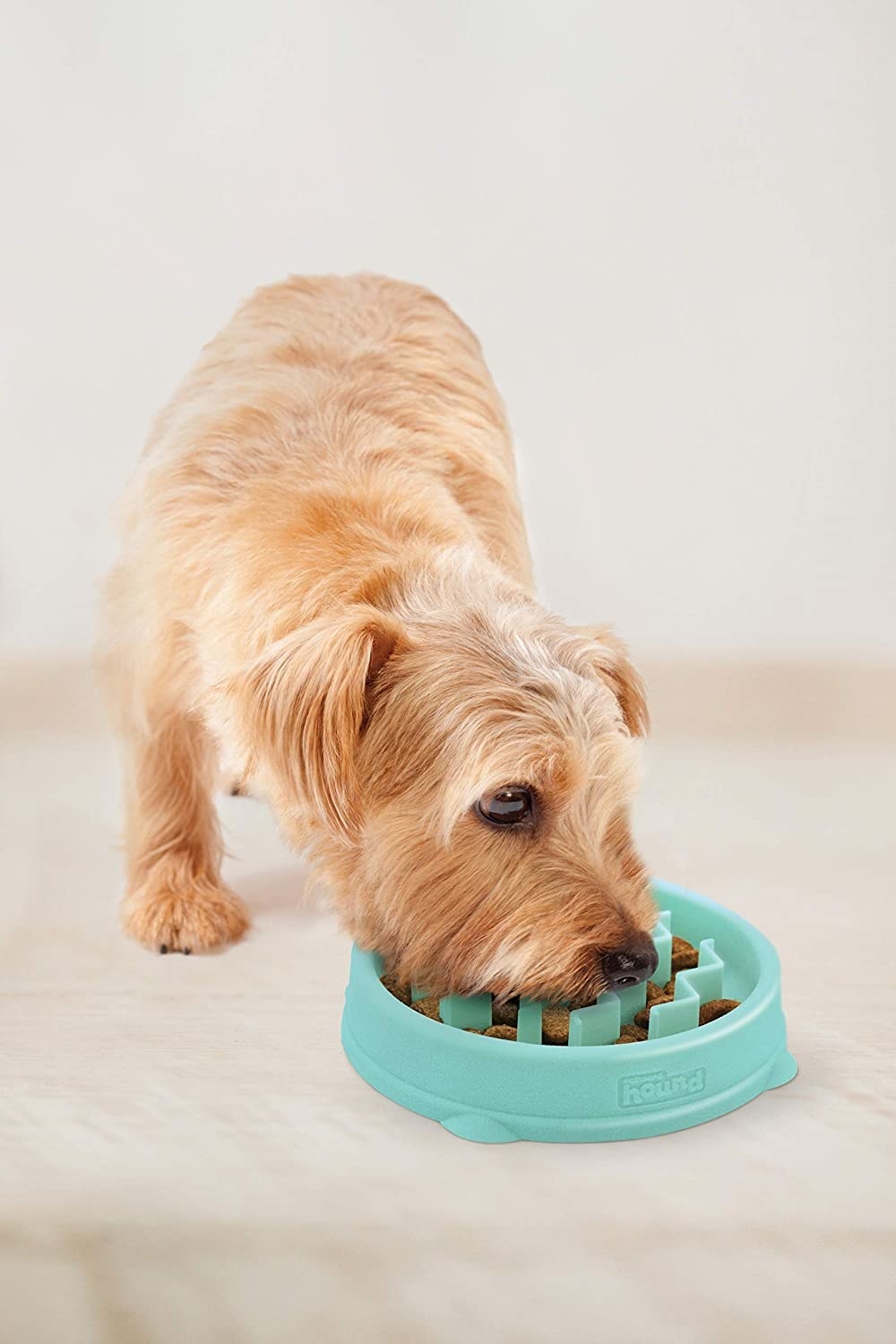 A dog eating out of the slow-feeder bowl