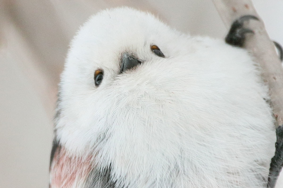 北海道に生息する野鳥 シマエナガ が話題 写真が 可愛い 癒される 雪の妖精の魅力とは