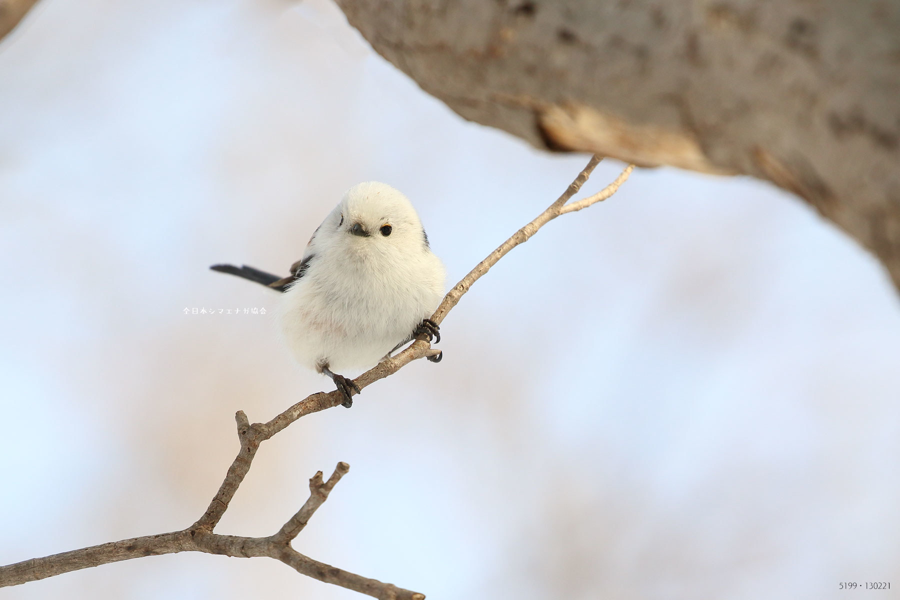 北海道に生息する野鳥 シマエナガ が話題 写真が 可愛い 癒される 雪の妖精の魅力とは