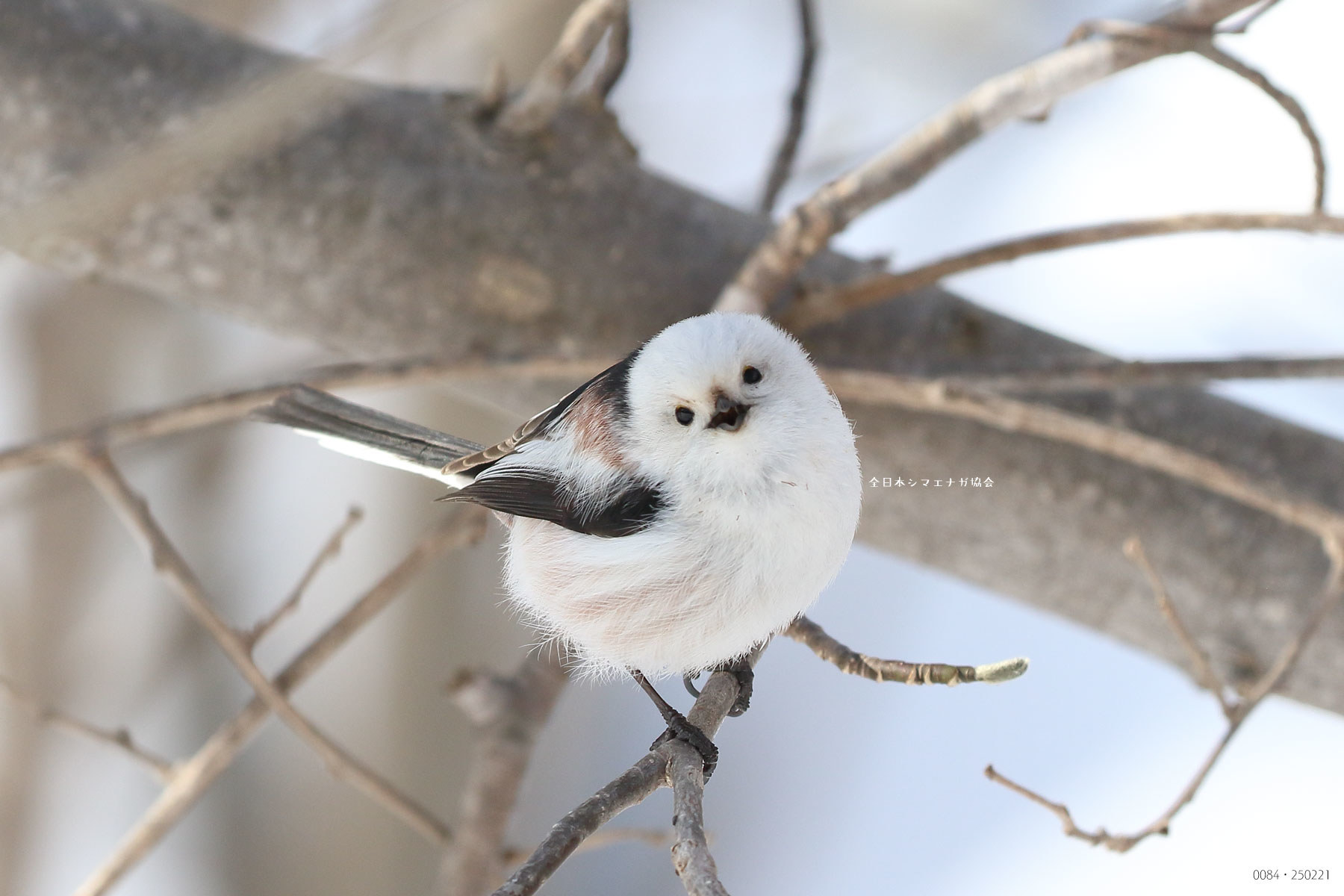 北海道に生息する野鳥 シマエナガ が話題 写真が 可愛い 癒される 雪の妖精の魅力とは