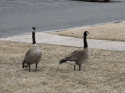GIF two geese honking on sidewalk