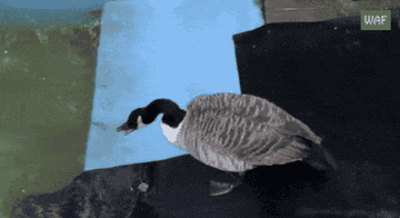 GIF goose in a pool