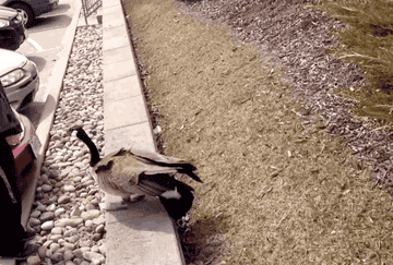 GIF man attacked by goose