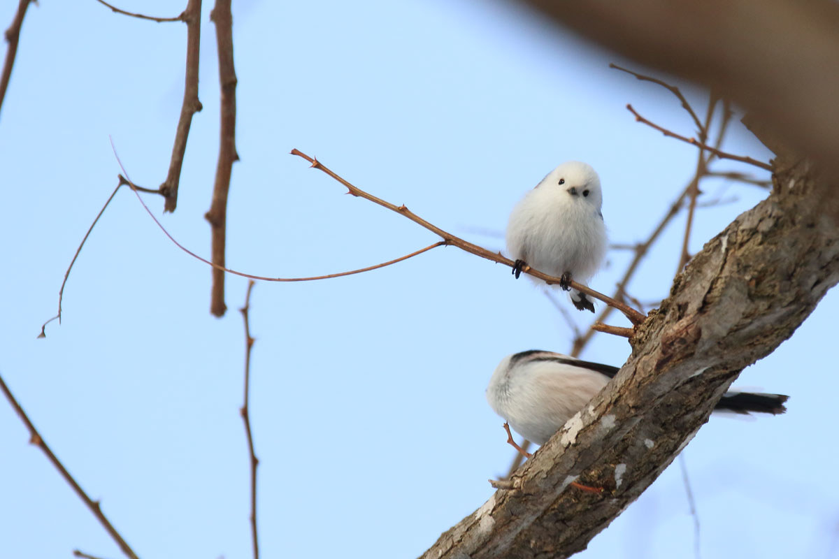 北海道に生息する野鳥 シマエナガ が話題 写真が 可愛い 癒される 雪の妖精の魅力とは