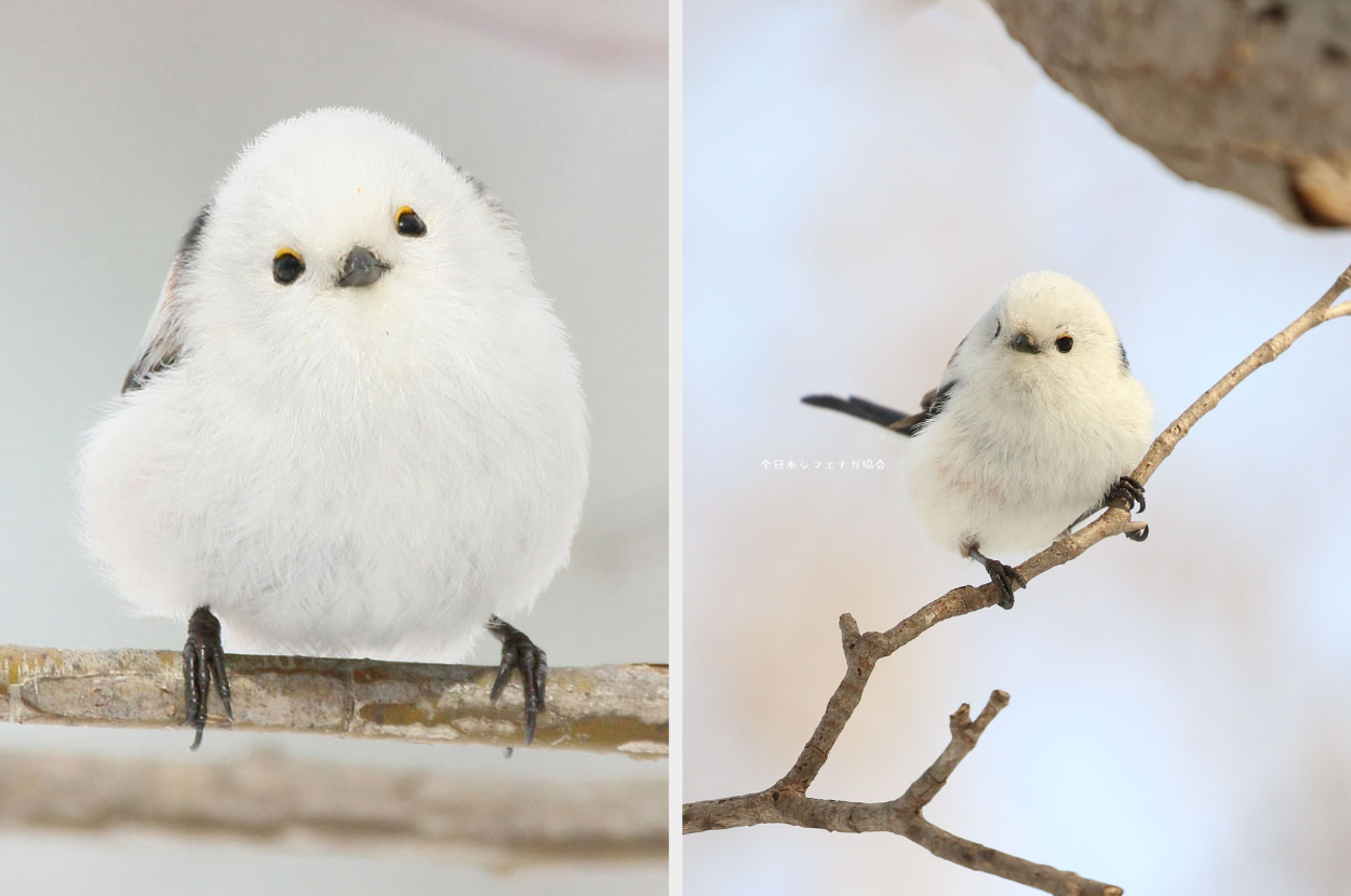 北海道に生息する野鳥 シマエナガ が話題 写真が 可愛い 癒される 雪の妖精の魅力とは