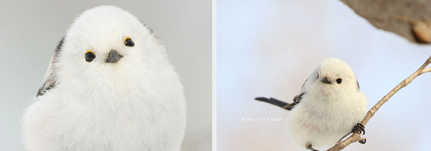 北海道に生息する野鳥「シマエナガ」が話題。写真が「可愛い」「癒さ