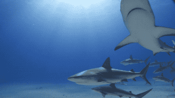 sharks swimming through the ocean
