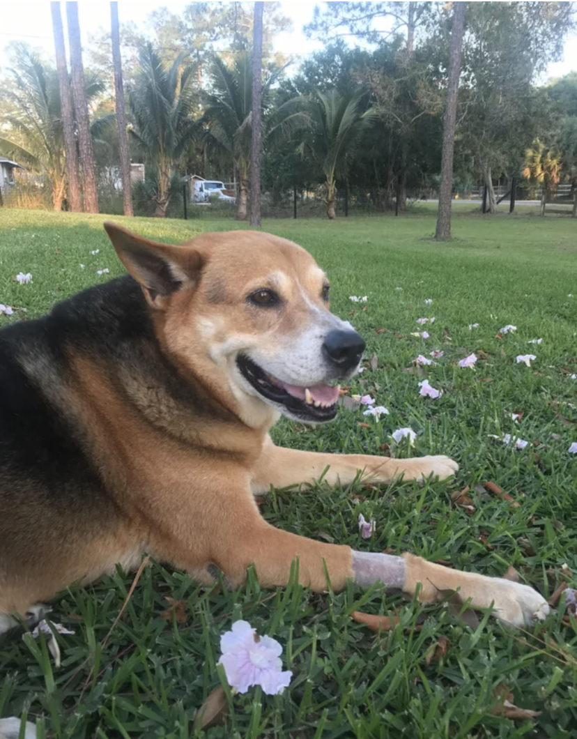 Adorable dog relaxing on the grass in a park
