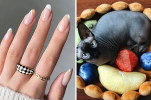 Press-on nails and a cat in a tart-shaped bed