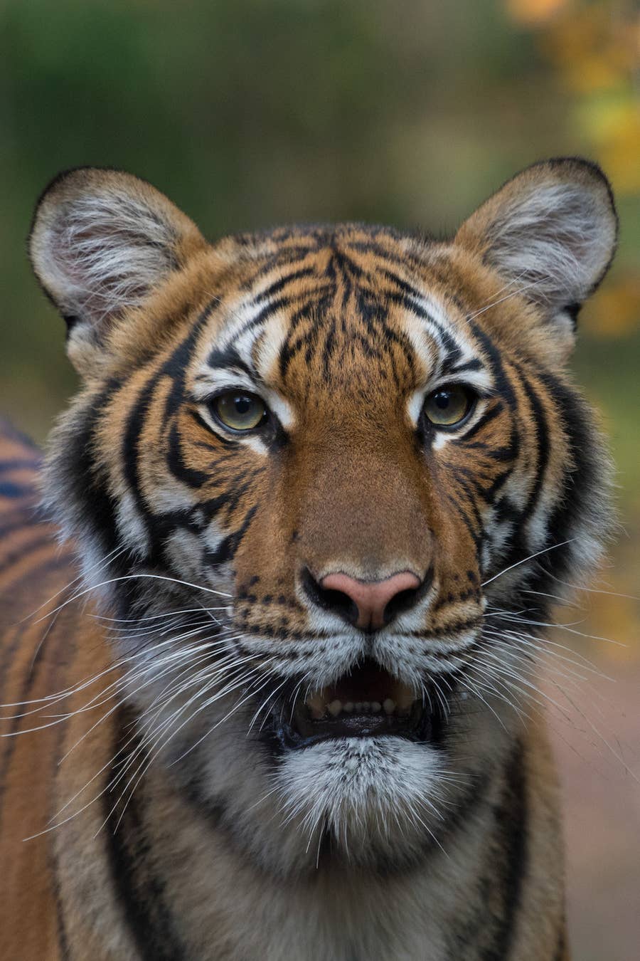 新型コロナウイルスに感染したトラが死亡 アメリカ中の動物園で 動物のコロナ感染 を確認