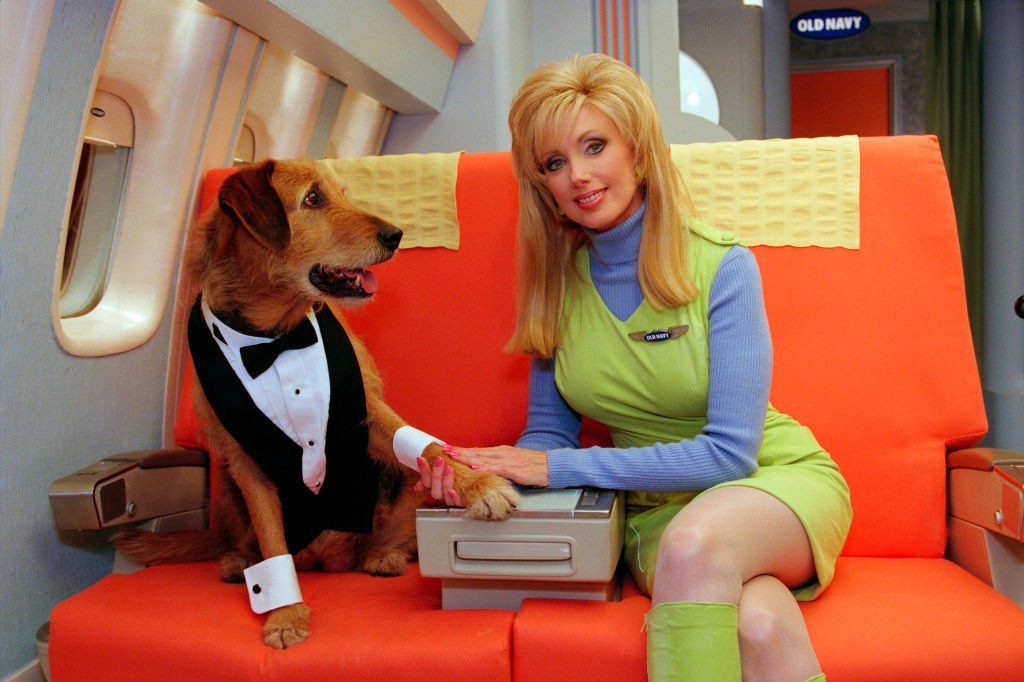 The dog in a tux on a plane with a woman dressed as a flight attendant