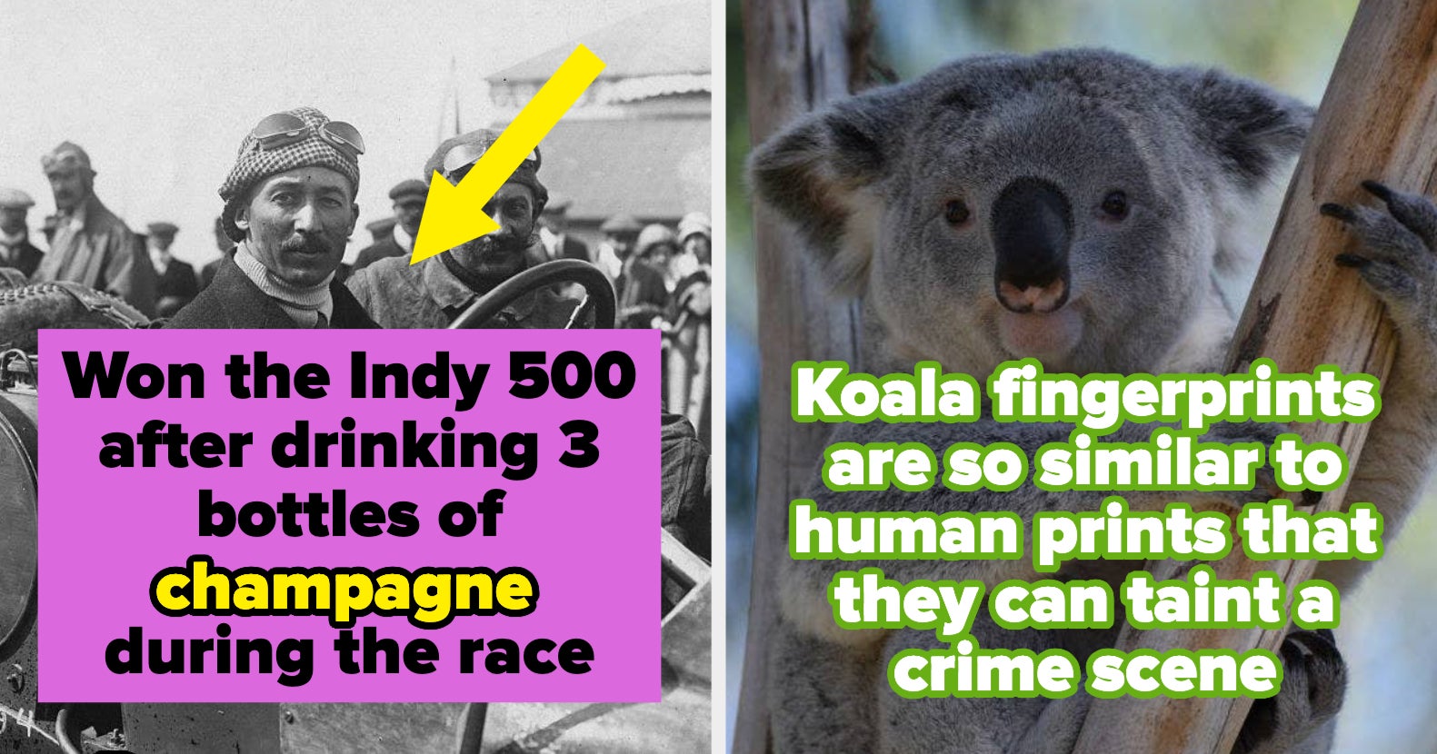 22 Absolutely Wild Facts