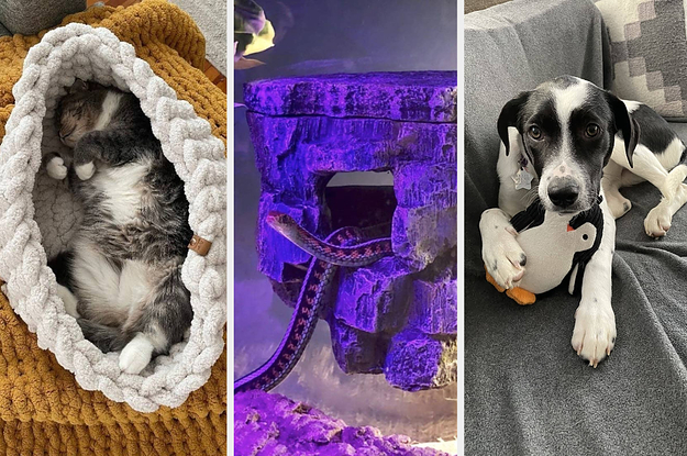 A split thumbnail of a cat, a snake, and a dog