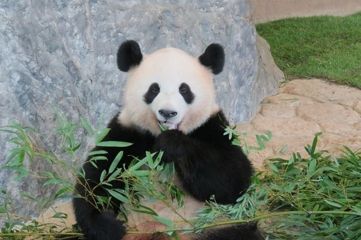 シャオシャオ レイレイ シンシン 激戦必至 上野動物園のパンダ観戦抽選 当選者が語る狙い目とは